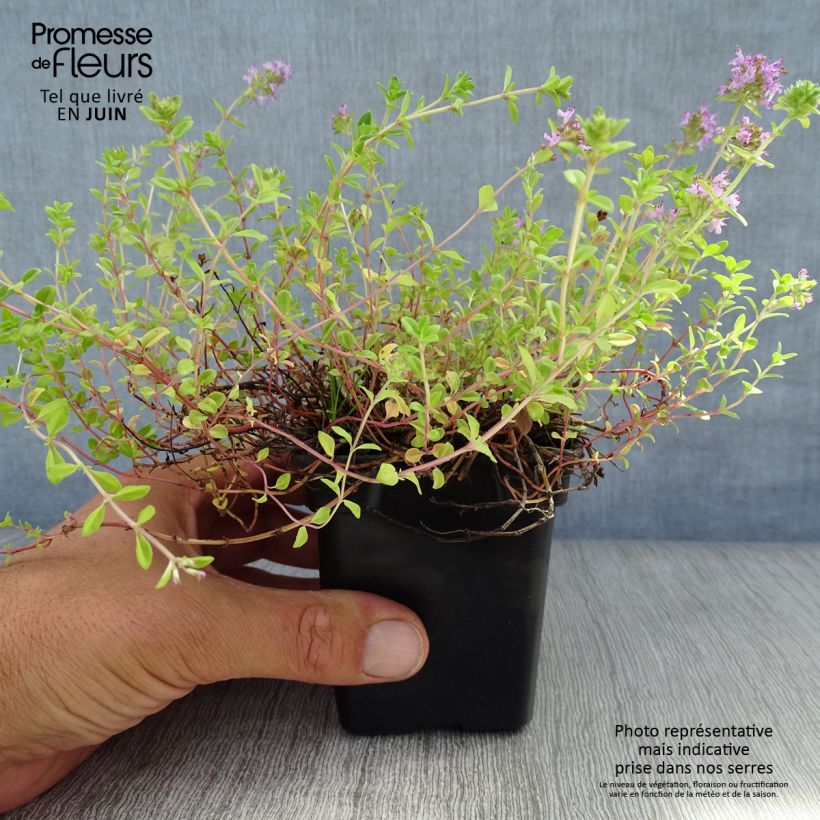 Amostra de Serpilho - Thymus serpyllum Vaso de 7/8 cm tal como entregue no verão