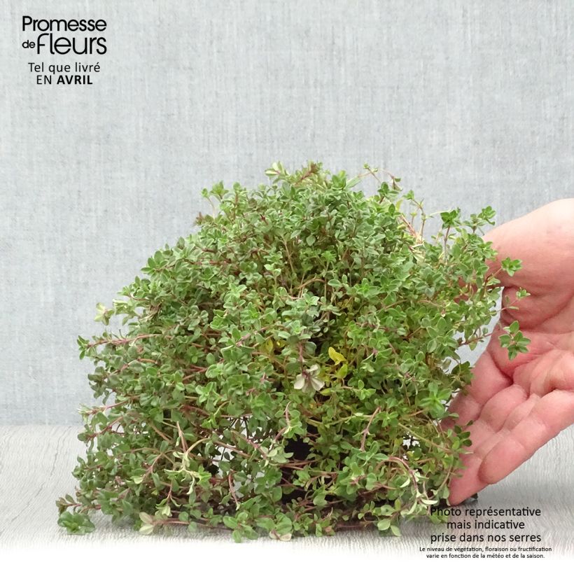 Amostra de Serpilho - Thymus serpyllum Vaso de 7/8 cm tal como entregue na primavera