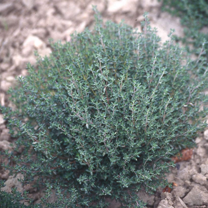 Tomilho de inverno plantas jovens (Hábito)