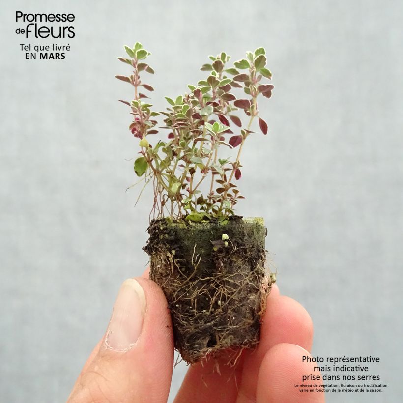 Amostra de Thymus Sparkling Bright - Thym panaché en plants Mini-motte Ø 3/4 cm tal como entregue na primavera