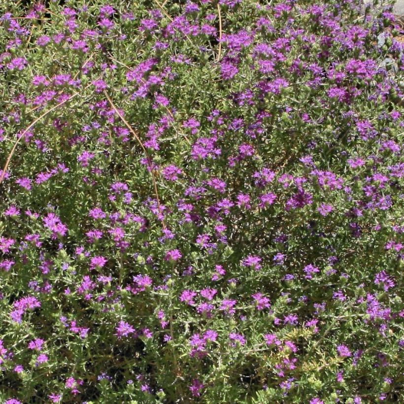 Thymus capitatus - Tomilho-cabeçudo (Floração)