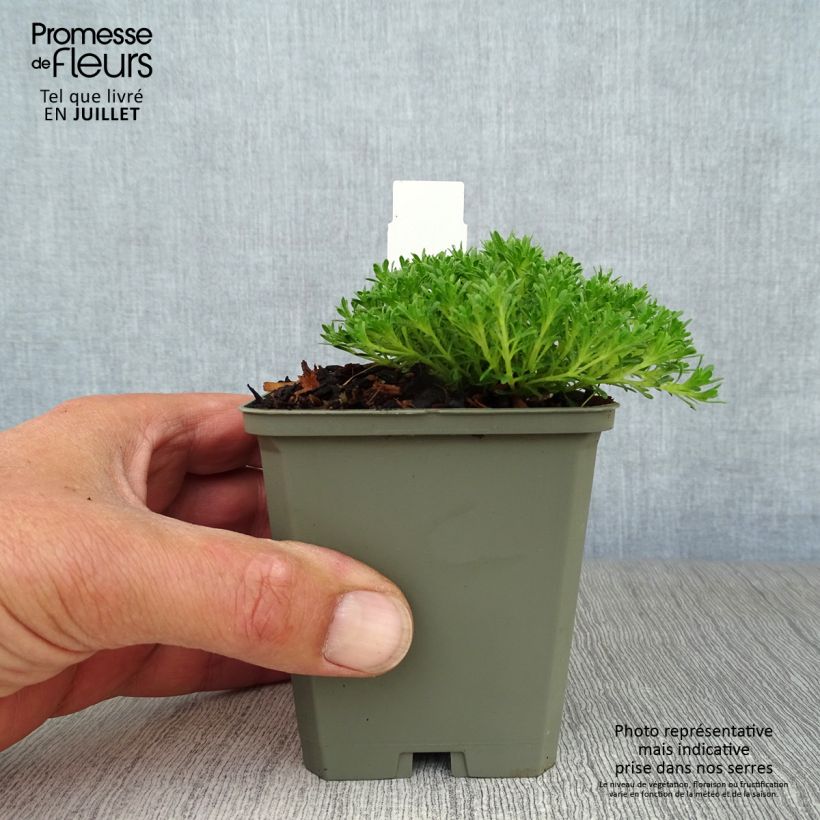 Amostra de Thymus capitatus - Tomilho-cabeçudo Vaso de 8/9 cm tal como entregue no verão