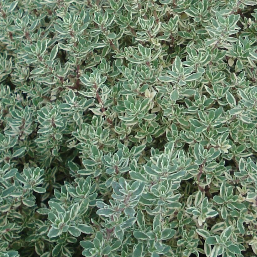 Thymus × citriodorus Silver Queen - Tomilho-limão (Folhagem)