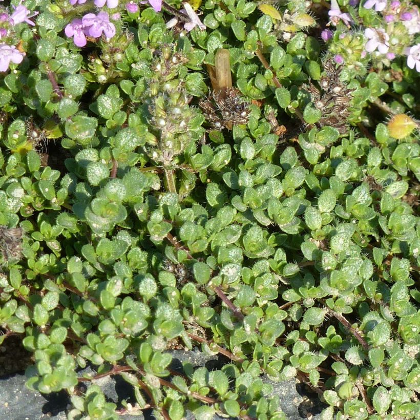 Thymus hirsutus - Tomilho-hirsuto (Folhagem)