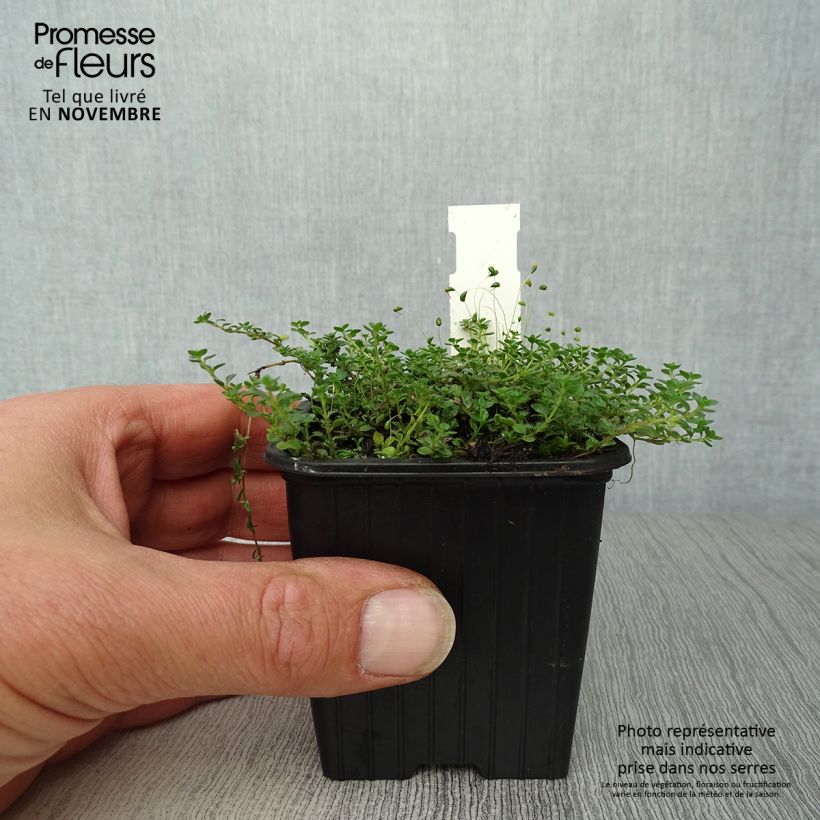 Amostra de Thymus hirsutus - Tomilho-hirsuto Vaso de 8/9 cm tal como entregue no outono