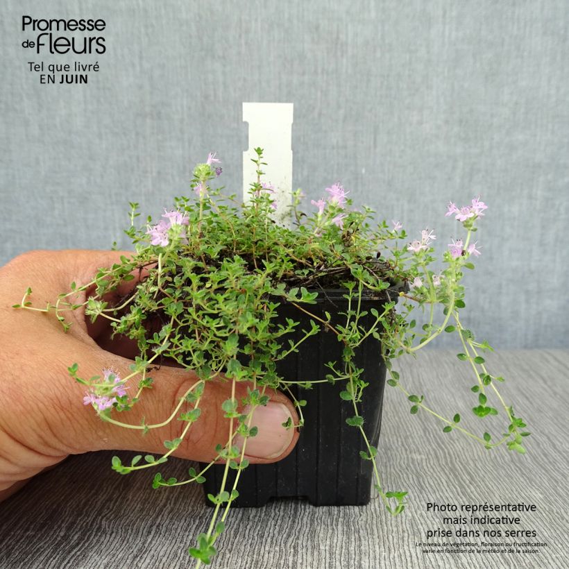 Amostra de Thymus hirsutus - Tomilho-hirsuto Vaso de 8/9 cm tal como entregue no verão