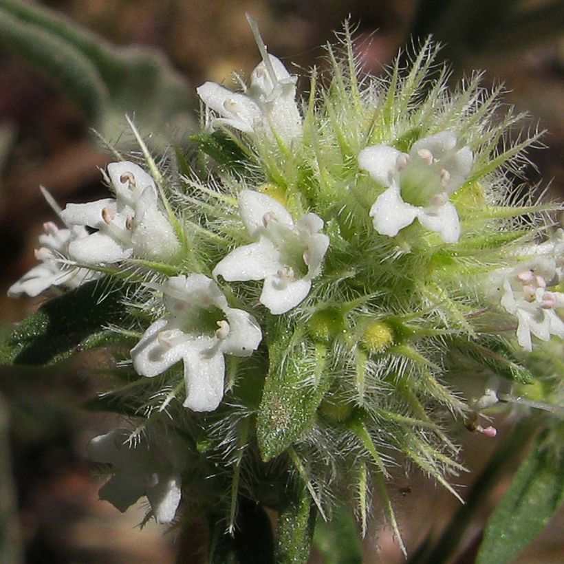 Thymus mastichina - Bela-luz (Floração)