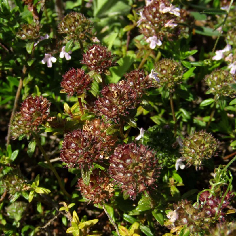 Thymus nitens - Tomilho-brilhante (Floração)