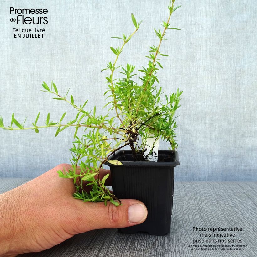Amostra de Thymus nitens - Tomilho-brilhante Vaso de 8/9 cm tal como entregue no verão