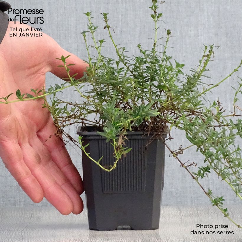 Amostra de Thymus nitens - Thym luisant Vaso de 8/9 cm tal como entregue no inverno