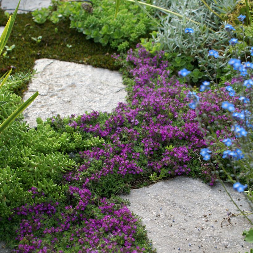 Thymus praecox Bressingham - Tomilho-rasteiro (Hábito)