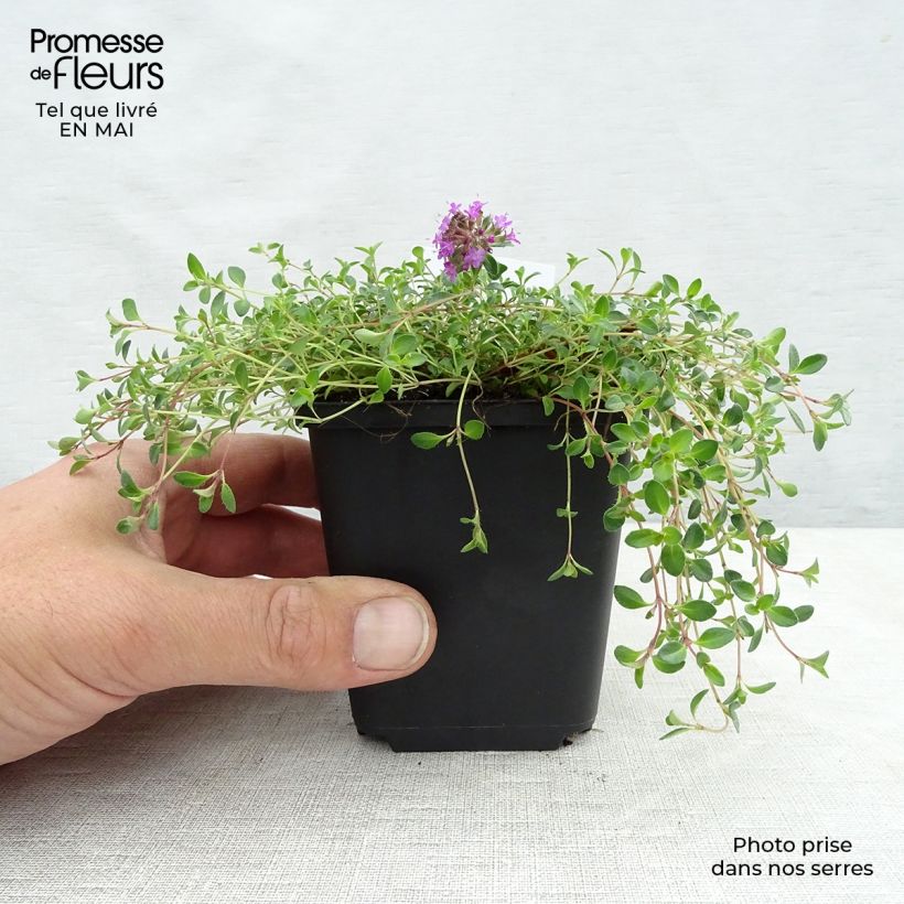 Amostra de Thymus praecox Coccineus - Tomilho-rasteiro Vaso de 8/9 cm tal como entregue na primavera