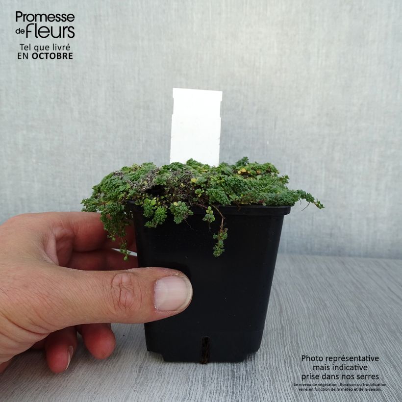 Amostra de Thymus praecox Minor - Tomilho-rasteiro Vaso de 8/9 cm tal como entregue no outono