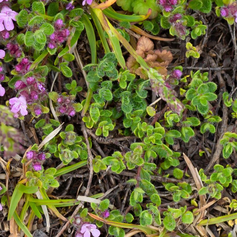 Thymus praecox Minor - Tomilho-rasteiro (Folhagem)