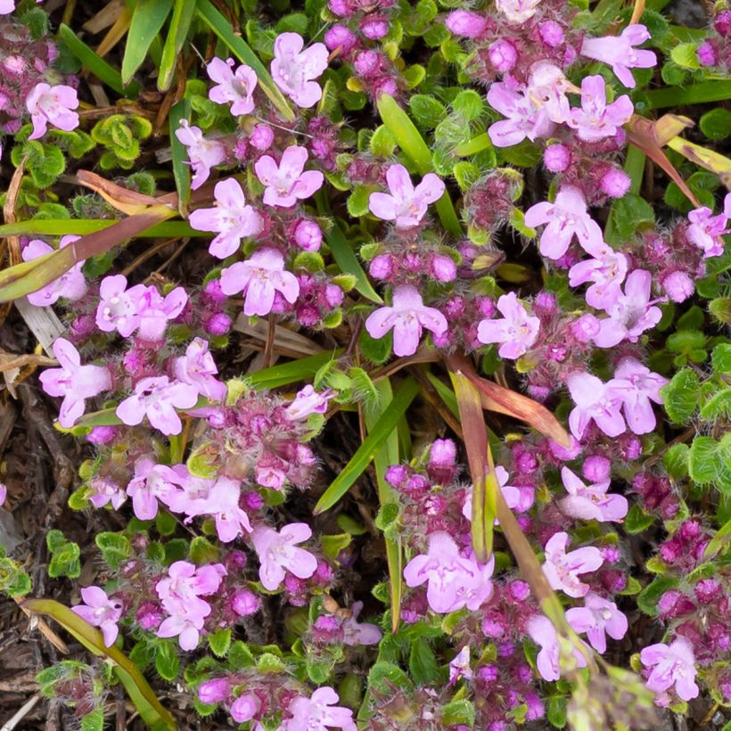 Thymus praecox Minor - Tomilho-rasteiro (Floração)