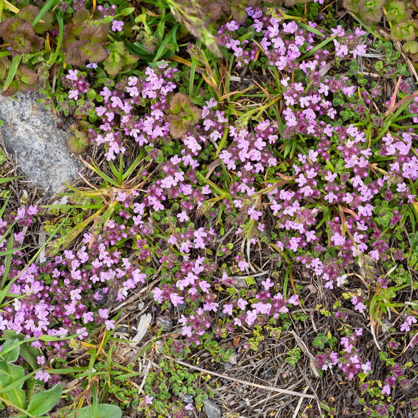Thymus praecox Minor - Tomilho-rasteiro (Hábito)