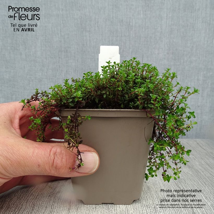 Amostra de Thymus praecox Red Carpet - Tomilho-rasteiro Vaso de 8/9 cm tal como entregue na primavera