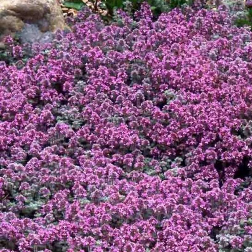Thymus pseudolanuginosus - Tomilho-lanoso (Floração)