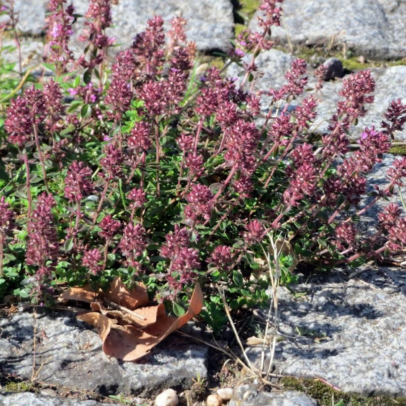 Thymus pulegioides Splendens - Tomilho poejo - Tomilho de folhas largas (Hábito)