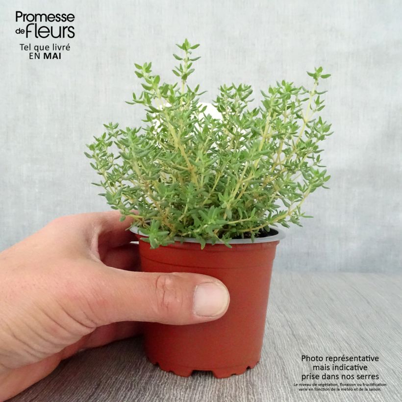 Amostra de Thymus vulgaris Compactus - Thym commun Compactus BIO Pot de 10 cm/11cm tal como entregue na primavera