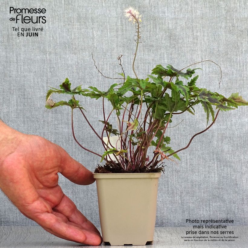 Amostra de Tiarella Angel Wings Gowing Vaso de 8/9 cm tal como entregue no verão