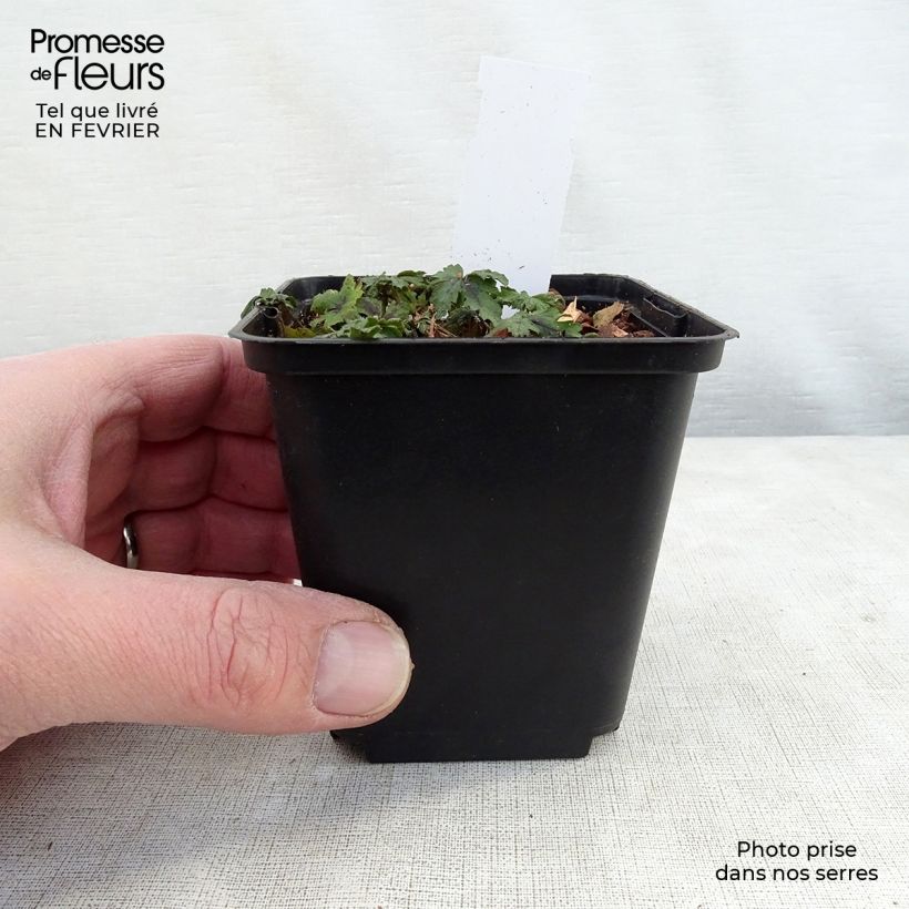 Amostra de Tiarella Angel Wings - Tiarelle hybride Vaso de 8/9 cm tal como entregue no inverno