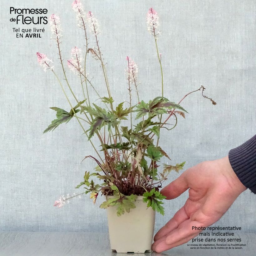 Amostra de Tiarella Angel Wings Gowing Vaso de 8/9 cm tal como entregue na primavera