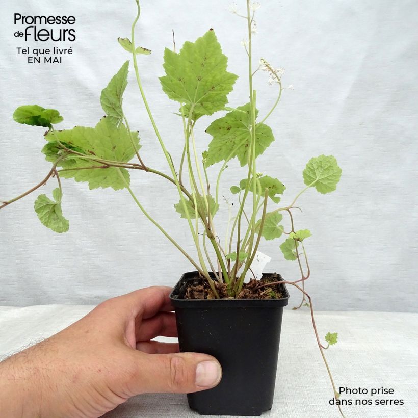 Amostra de Tiarella cordifolia Appalachian Trail Vaso de 8/9 cm tal como entregue na primavera