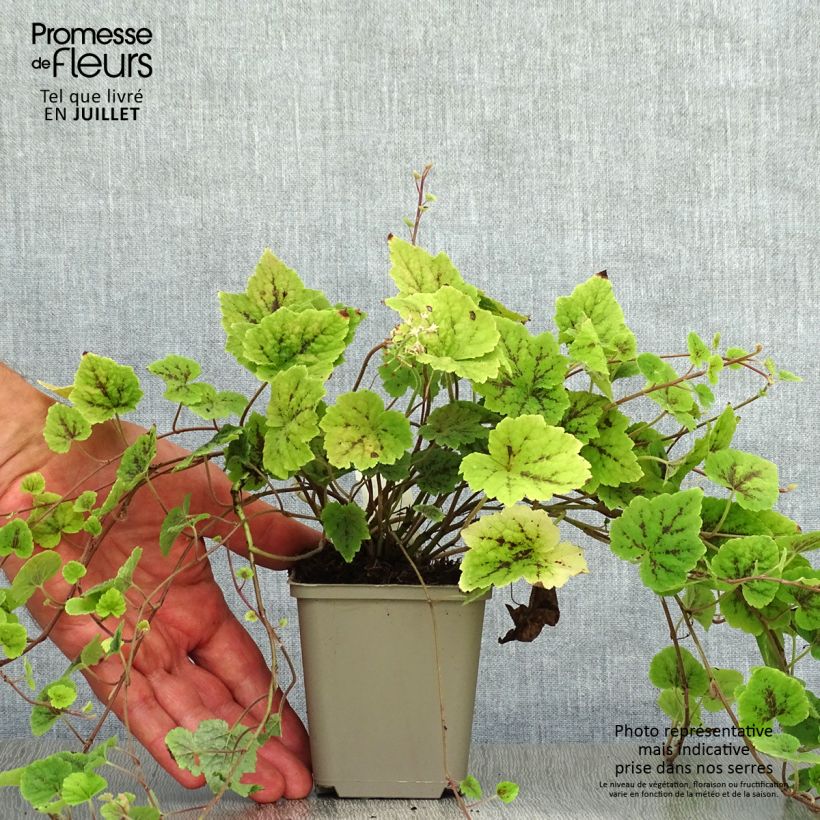 Amostra de Tiarella cordifolia Appalachian Trail Vaso de 8/9 cm tal como entregue no verão
