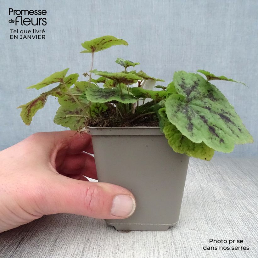 Amostra de Tiarella cordifolia Appalachian Trail Vaso de 8/9 cm tal como entregue no inverno