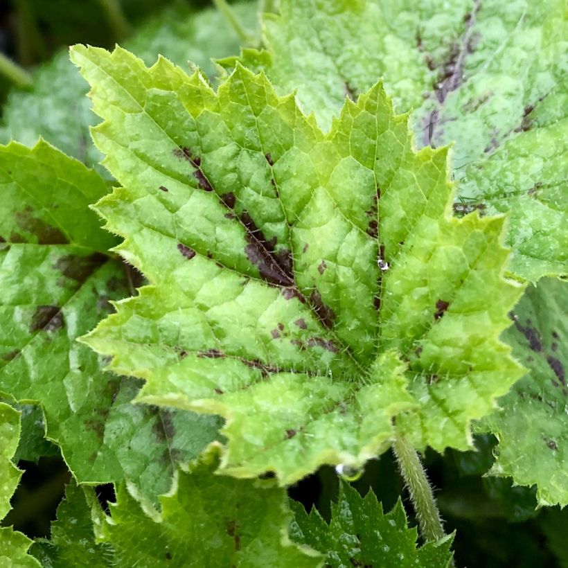 Tiarella cordifolia Appalachian Trail (Folhagem)