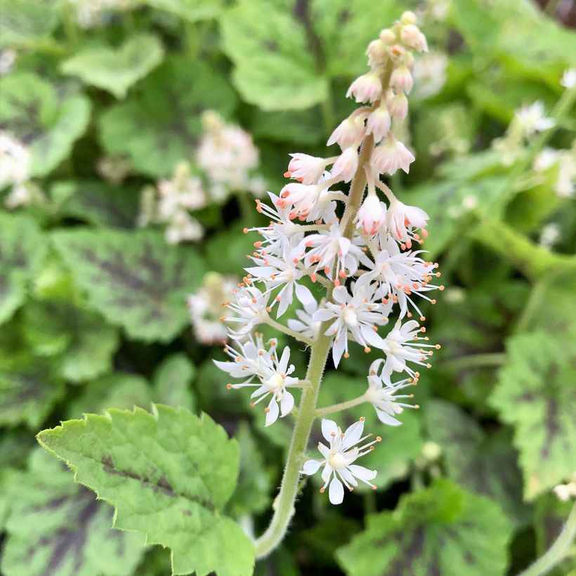 Tiarella cordifolia Appalachian Trail (Floração)
