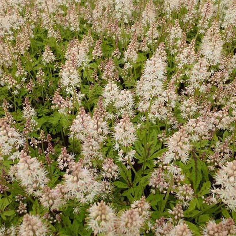 Tiarella x laciniata Arpeggio (Floração)