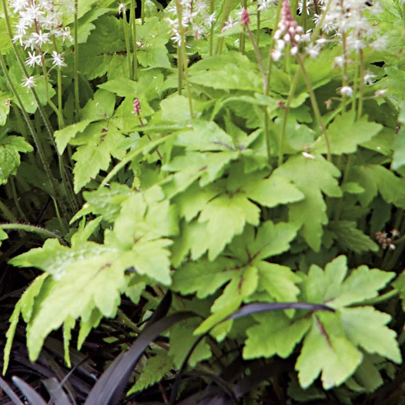 Tiarella Crow Feather (Folhagem)