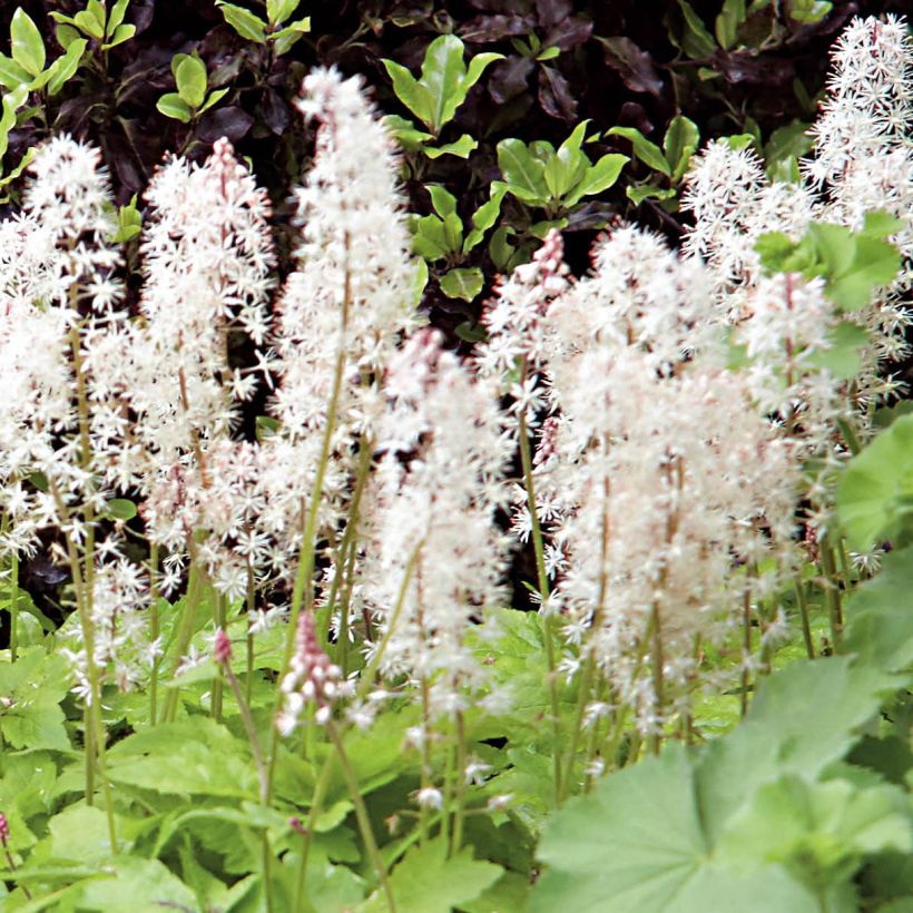 Tiarella Crow Feather (Floração)