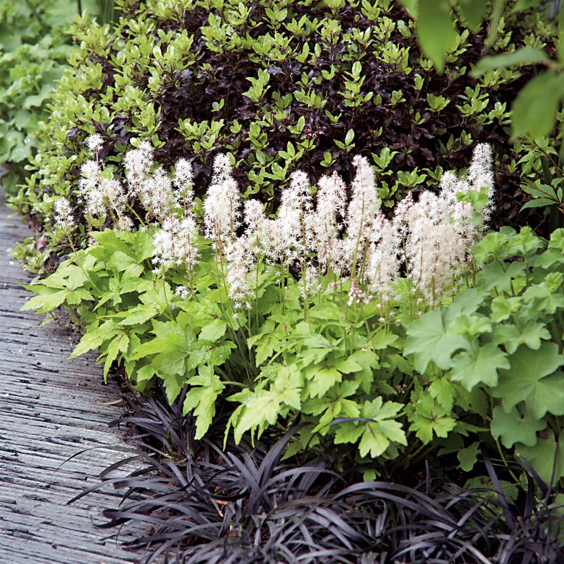 Tiarella Crow Feather (Hábito)