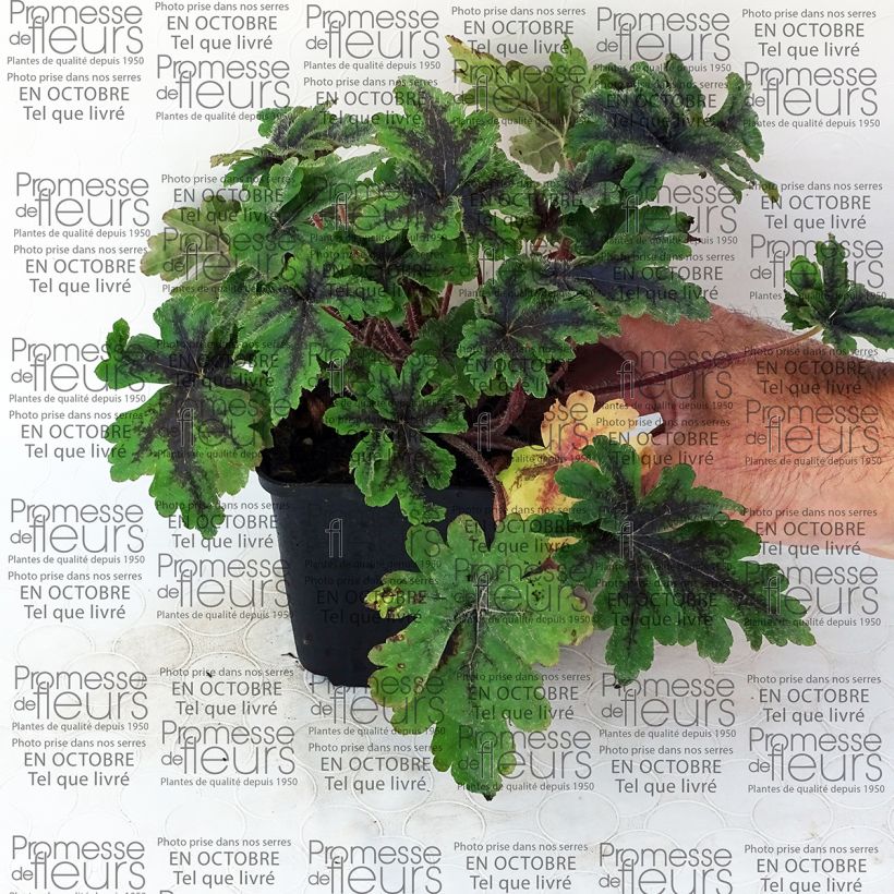 Exemplo de amostra de Tiarella Crow Feather - Tiarelle hybride Vaso de 8/9 cm tal como entregue