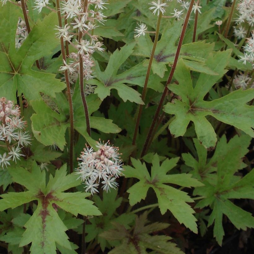Tiarella Pink Skyrocket (Folhagem)