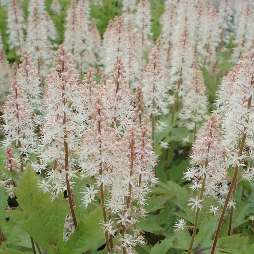 Tiarella Pink Skyrocket (Floração)