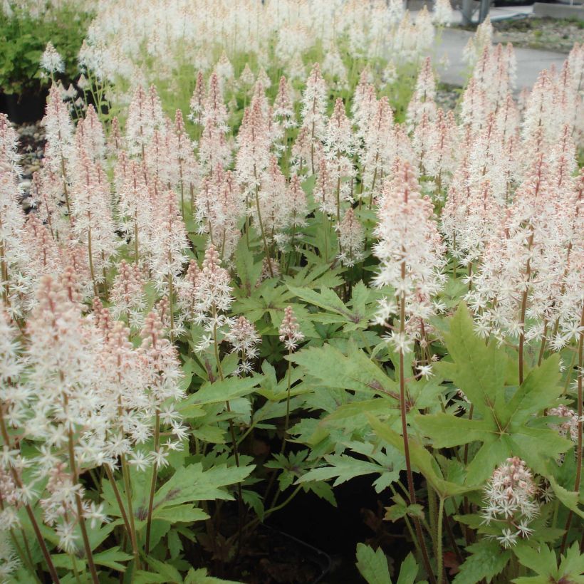 Tiarella Pink Skyrocket (Hábito)