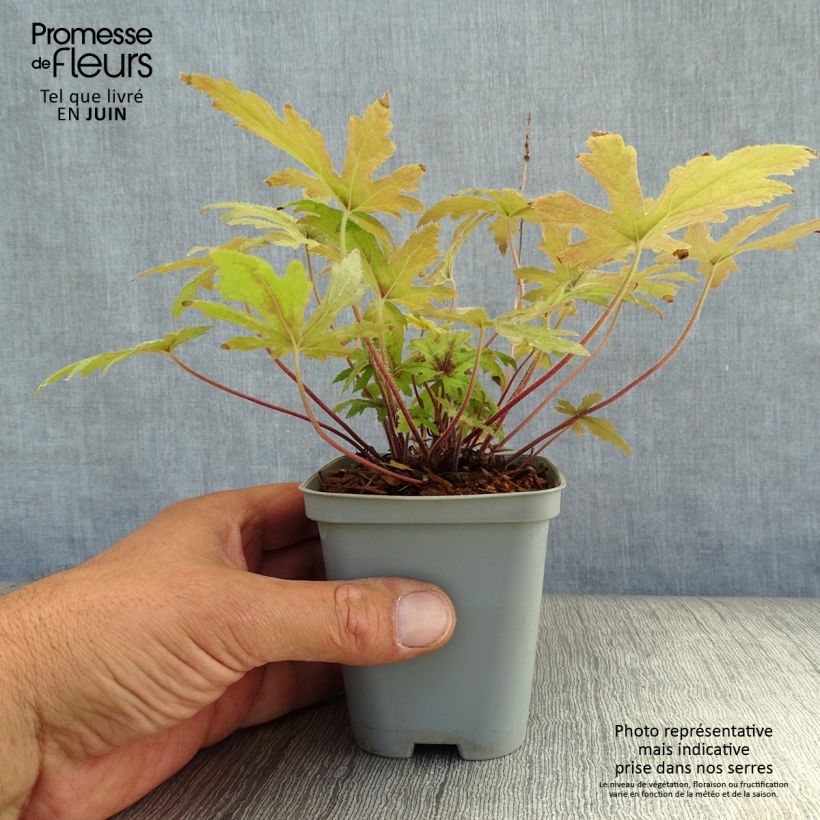 Amostra de Tiarella Pink Skyrocket Vaso de 8/9 cm tal como entregue no verão