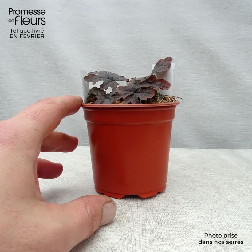 Amostra de Tiarella Pink Skyrocket Vaso de 8/9 cm tal como entregue no inverno