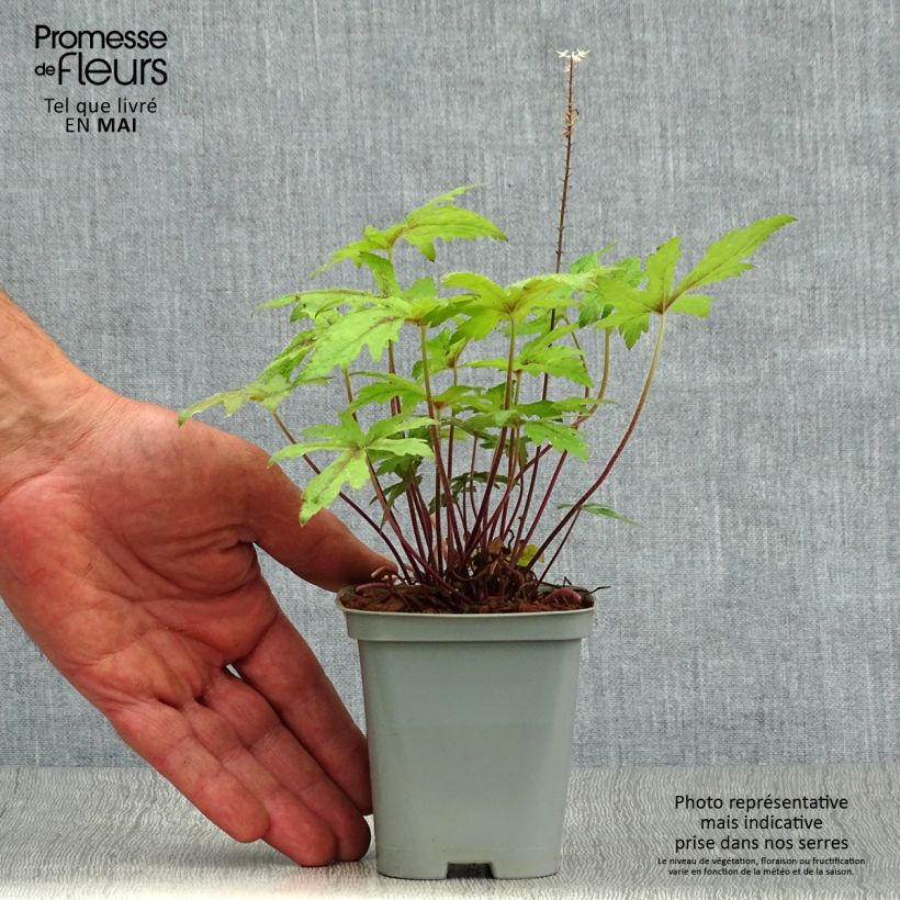 Amostra de Tiarella Pink Skyrocket Vaso de 8/9 cm tal como entregue na primavera