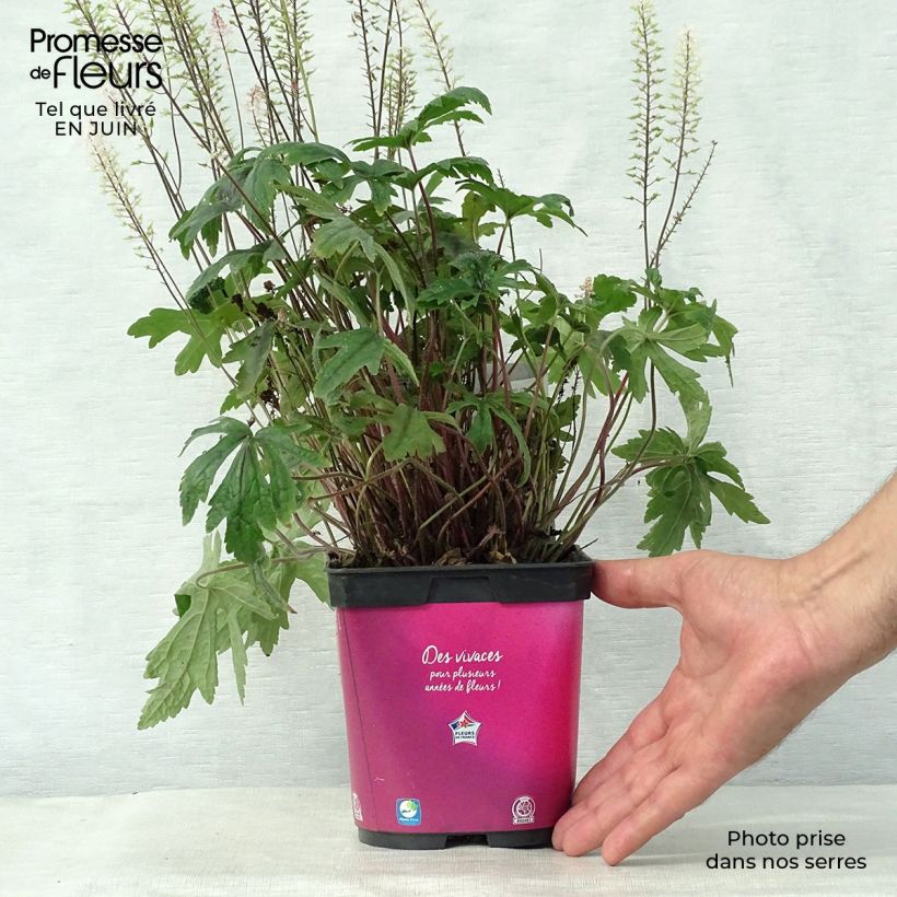 Amostra de Tiarella Pink Skyrocket Vaso de 2 L/3 L tal como entregue no verão