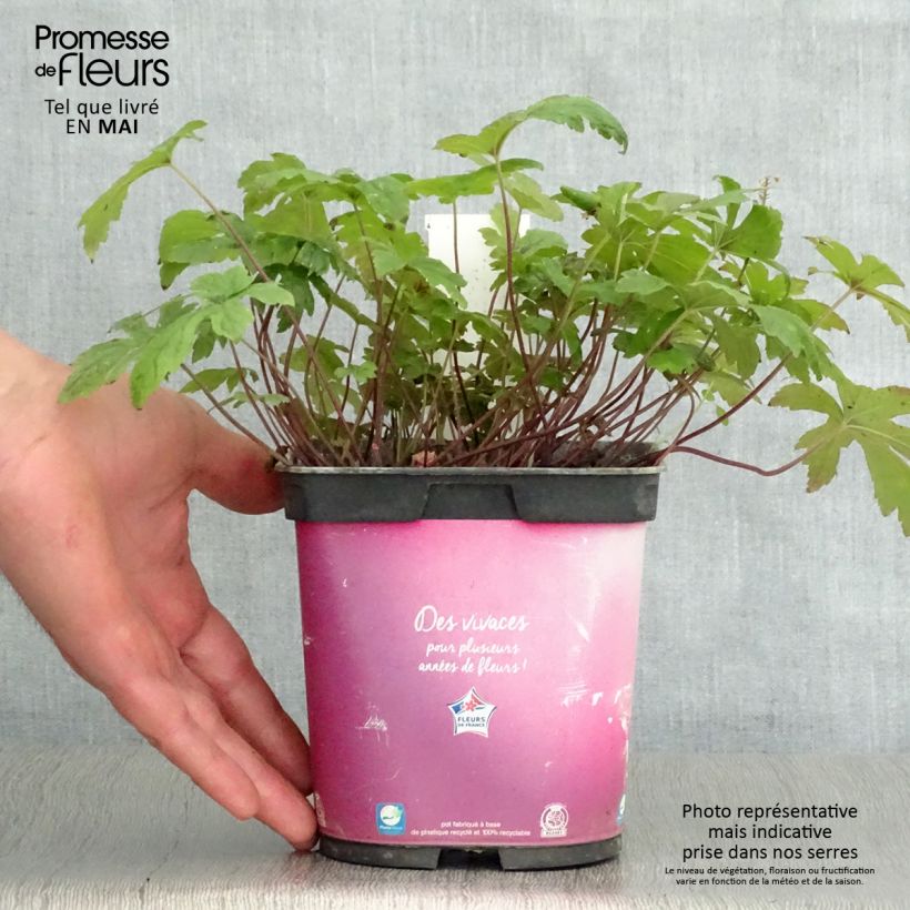 Amostra de Tiarella Pink Skyrocket Vaso de 2 L/3 L tal como entregue na primavera