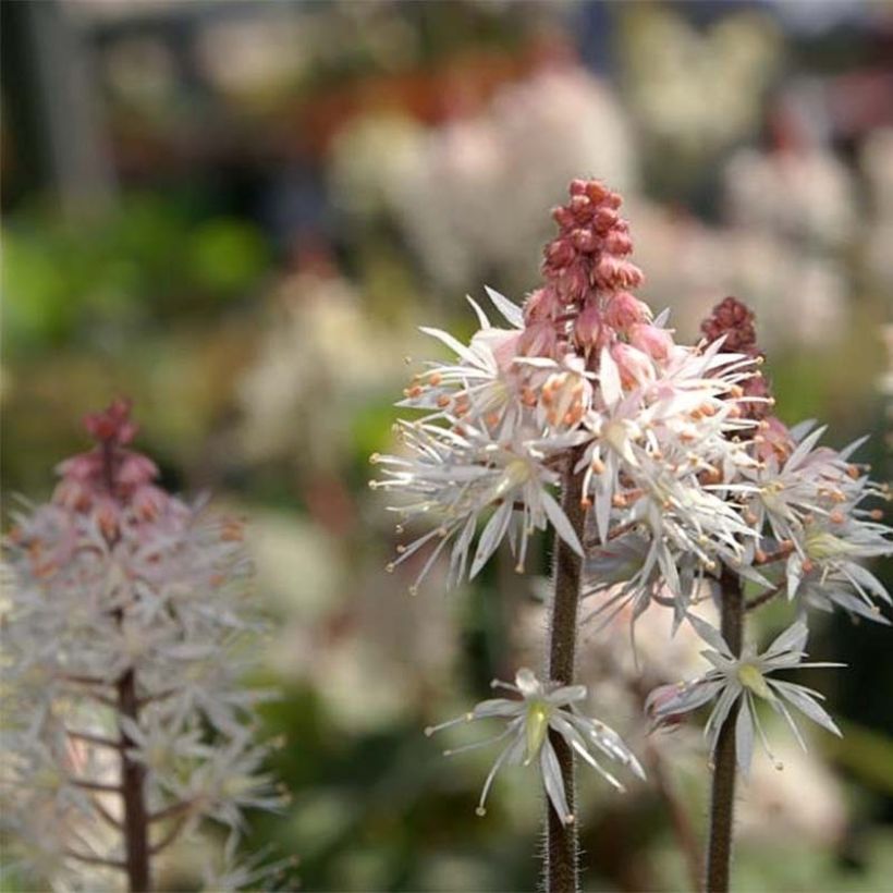 Tiarella Spring Symphony (Floração)