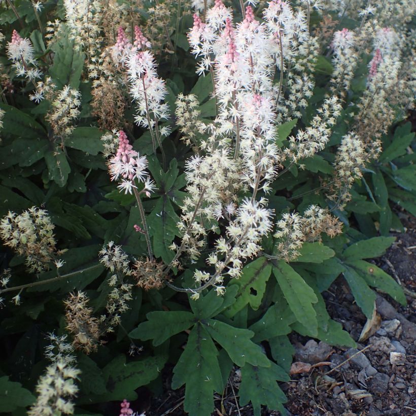 Tiarella Spring Symphony (Hábito)