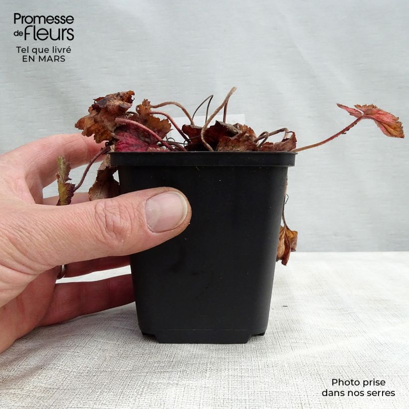 Amostra de Tiarella cordifolia Brandywine Vaso de 8/9 cm tal como entregue na primavera