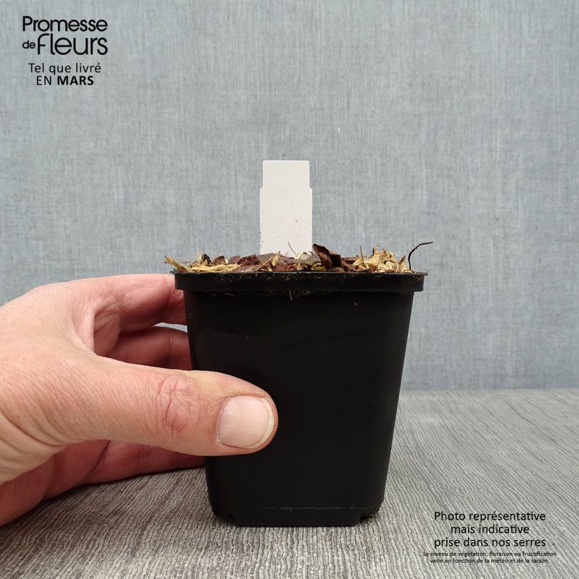 Amostra de Tiarella cordifolia Brandywine Vaso de 8/9 cm tal como entregue no inverno