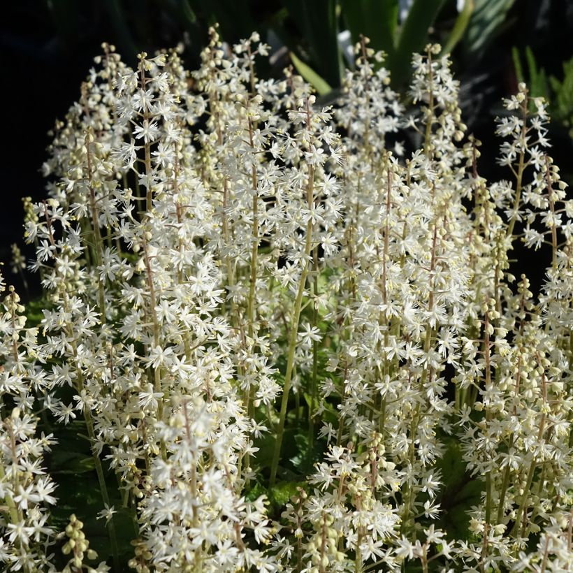 Tiarella cordifolia Brandywine (Floração)